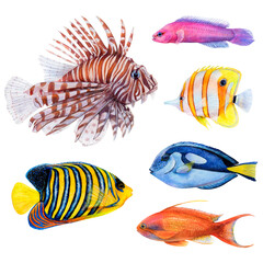 Watercolor drawing set of colorful fish: royal angel, lionfish, antias, butterfly fish, surgeonfish and friedman fish on white background. Underwater picture for illustration, stickers, logo, poster