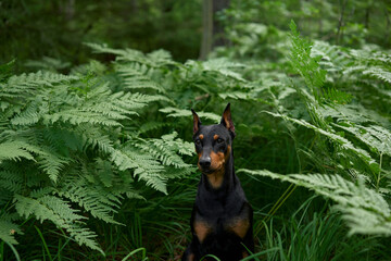 dog in the fern. Standard pinscher outdoor portrait. Happy Pet in the forest