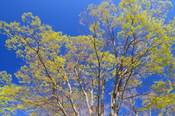 芽吹きの公園の欅と青空