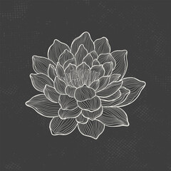 Lotus sketch with fine graceful lines. Isolated flower on a dark background. Vintage etching botanical lotus.