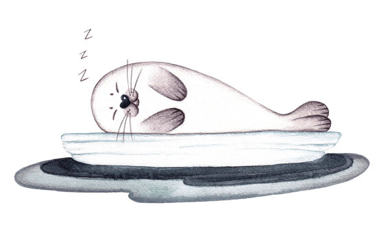 Illustration of a Little Fur Seal Sleeping on an Ice Floe in the Ocean