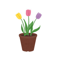 植木鉢に咲いたチューリップ