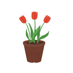 植木鉢に咲いた赤いチューリップ
