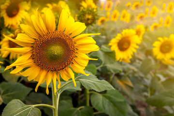 Naklejka premium Beautiful field of blooming sunflowers against blurry sunlight golden light background