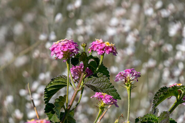 Colorful flowers Lantana plant close-up on blurry background