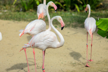 Greater Flamingos with Pink and Reddish Feathers Color in the Green Cost of the Pond, Thailand