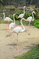 Greater Flamingos with Pink and Reddish Feathers Color in the Green Cost of the Pond, Thailand