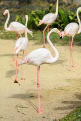 Greater Flamingos with Pink and Reddish Feathers Color in the Green Cost of the Pond, Thailand