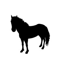 horse silhouette isolated on white