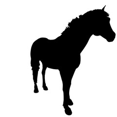 horse silhouette isolated on white