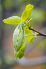 柿の新芽