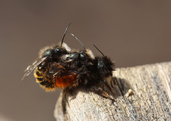 Paarung von zwei Wildbienen am Insektenhotel, Gehörnte Mauerbiene, Rostrote Mauerbiene in Detail Aufnahme in der Natur	