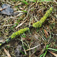 Tree branches covered with lichen Xanthoria postennoi (Xanthoria parietina)