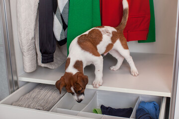 Jack Russell Terrier puppy sits in the closet. Wardrobe storage. Order system. Dog.
