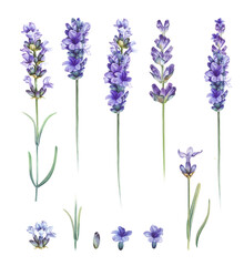 Obraz na płótnie Canvas Purple watercolor lavender. Set of differents flower lavandula on white background. Elegant floral illustration