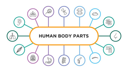 human body parts outline icons with infographic template. thin line icons such as ear lobe side view, broken bone, spine bone, big lips, e side view, human muscle, human ribs, stoh with liquids,