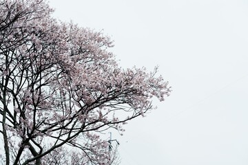 桜の花が咲き誇る春の風景