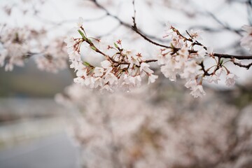 桜の花が咲き誇る春の風景