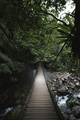 Fototapeta premium bridge in the forest