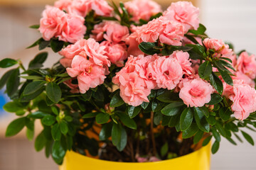 Azalea plant blooms in pink flowers. Indoor. Close up.