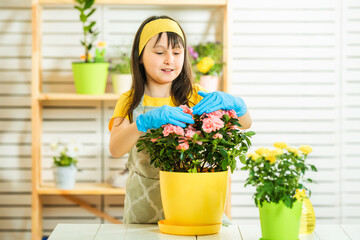 The child helps to look after the flowerpots at home. Child wearing blue rubber gloves and apron. In front of her is a pot of pink azalea on the table. Behind a wooden rack with flowerpots.