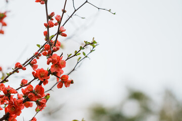赤と白のボケの花の写真