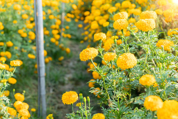 Bright yellow marigold flowers in a flower field.