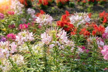 Beautiful colorful Cleome Spinoza flowers in the garden.