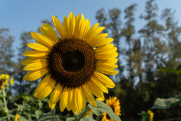 Sunflowers blooming in the flower garden.
