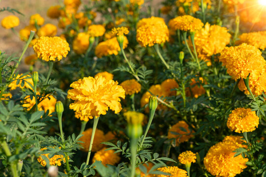 Bright yellow marigold flowers in a flower field.
