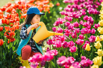 Little girl looks after flowerbed with tulips. Child watering flowers from yellow watering can....
