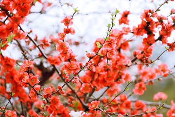 赤と白のボケの花の写真