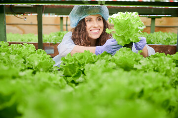 Female gardener controlling plant growth in greenhouse, holding lettuce and smiling while standing near green plants. Joyful woman wearing disposable cap and garden gloves.