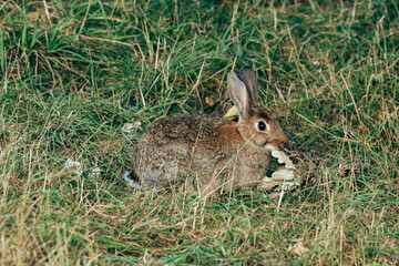Naklejka na ściany i meble Wild coney rabbit in natural surrounding, wildlife animal in park