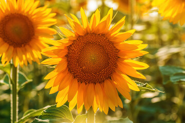 Common sunflower (Helianthus annuus) crop in cultivated agricultural field in sunny summer afternoon