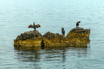 Cormorants resting on the rocks of Kvarner gulf in Adriatic sea