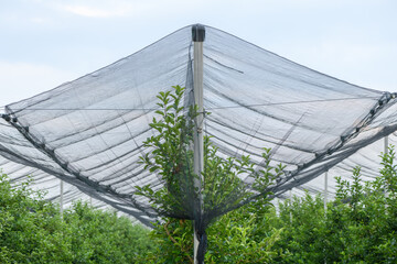 Hail and bird protective netting in apple fruit tree orchard in spring