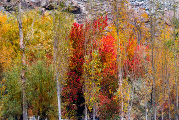 beautiful autumn landscape  with colorful trees in the mountains 