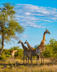 Giraffe in the bush of Kruger national park South Africa. Giraffe at dawn in Kruger park South Africa - obrazy, fototapety, plakaty