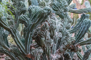 Take a journey through a maze of towering and diverse cacti species in this garden