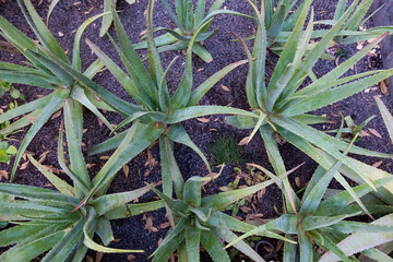 Aloe Vera plants in a garden in a marrakesh riad