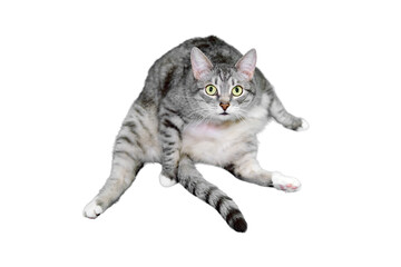 Gray cat sits like a fat man, isolated on a white background