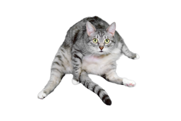 Gray cat sits like a fat man, isolated on a white background