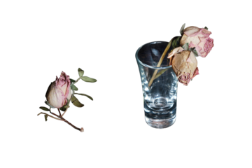 Concept of alcohol problems and withered life, isolated on a white background. A shot glass of spirits and buds of dried roses, copy space