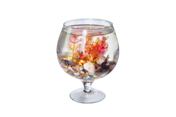 Fish swims in the original fish tank, isolated on a white background. Aquarium in the form of wine glass. Fishbowl with water on a thin leg with a stands on the table.