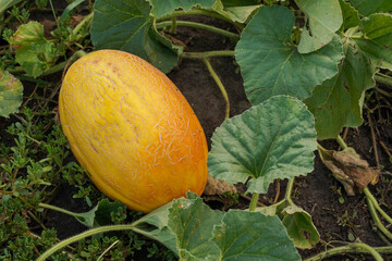 Juicy ripe melon on the ground among the foliage. Yellow round melon ripen in the garden greenhouse. Melon in a farm field