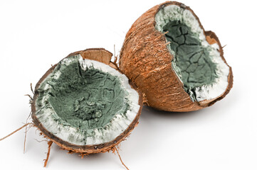 Rotten moldy coconut close up. Two halves of coconut spoiled by mold isolated on white