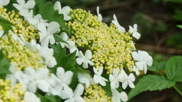 Flowering viburnum. White flowers. Inflorescence. Close-up. Spring came.