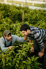 Male farmer and agronomist examining and talking about young green plants in the agricultural field.