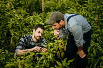 Male farmer and agronomist examining young green plants in the agricultural field.